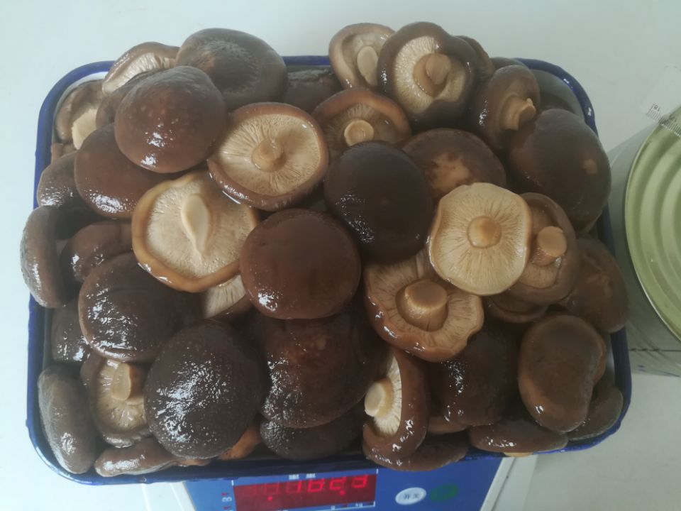 canned shiitake whole, canned shiitake 3100ml, A10 canned mushroom, canned shiitake in brine