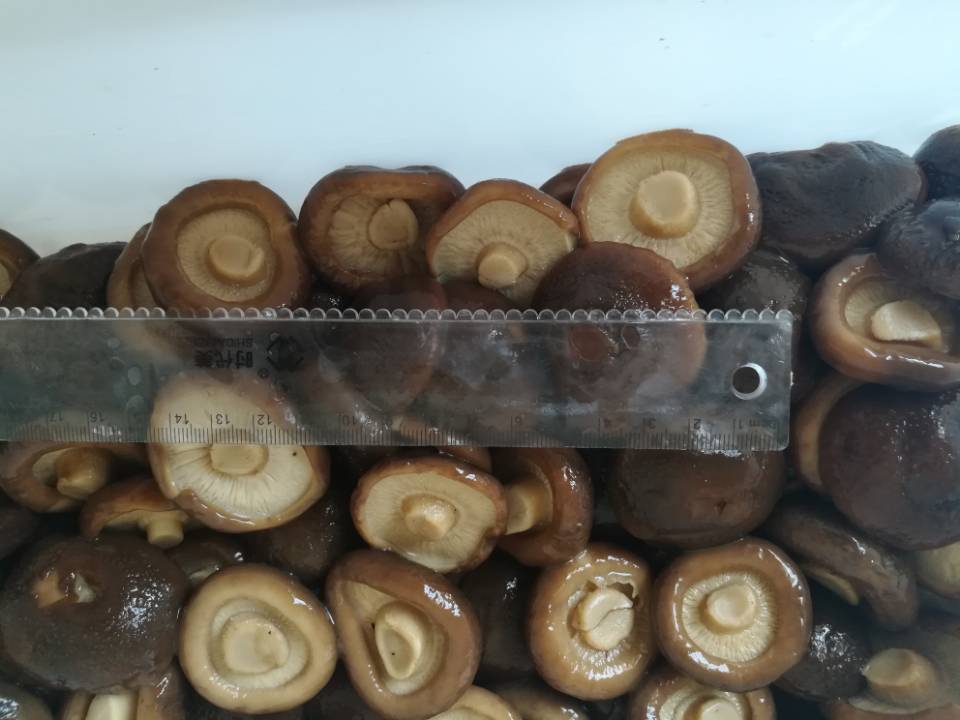 Canned shiitake whole 2-4cm diameter