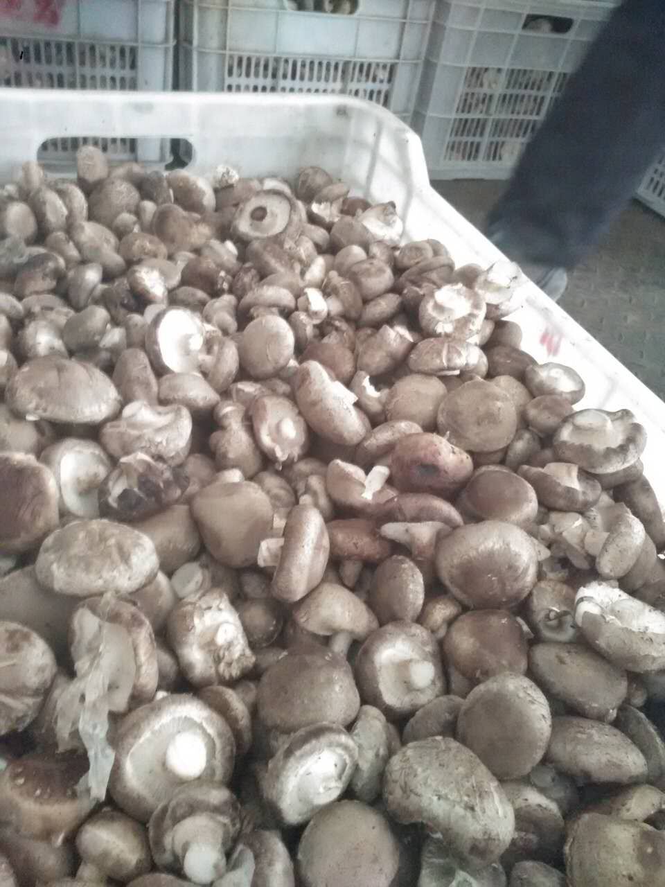 Raw material of the canned shiitake